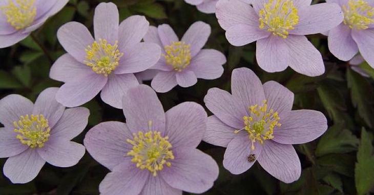 Anemone nemorosa 'Blue Beauty' 2J